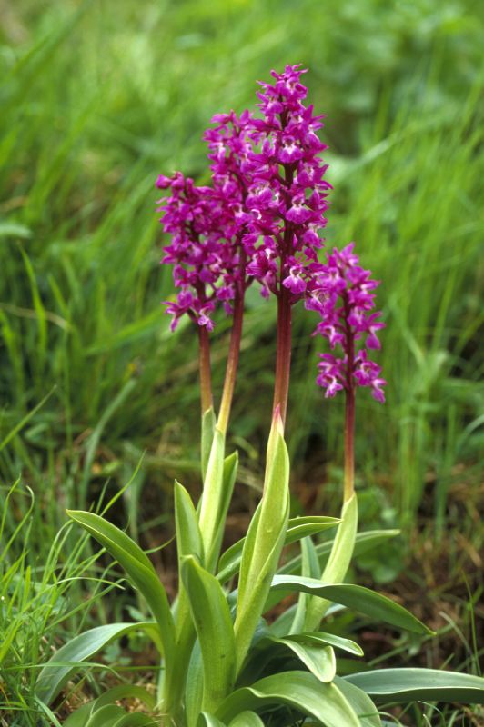 Photo: Early Purple Orchid