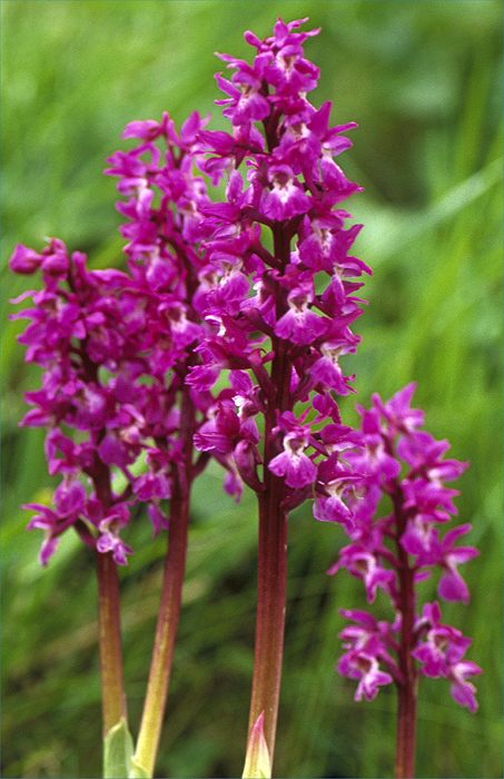 Photo: Early Purple Orchid