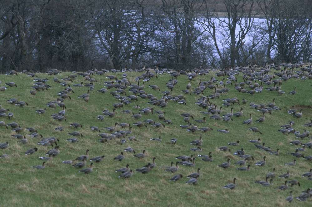 Photo: Geese Feeding