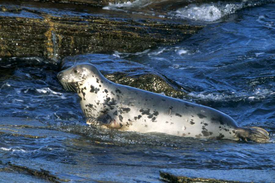 Photo: Grey Seal