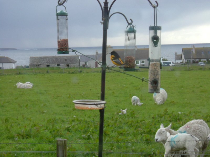 Photo: Baltimore Oriole At Huna In Caithness