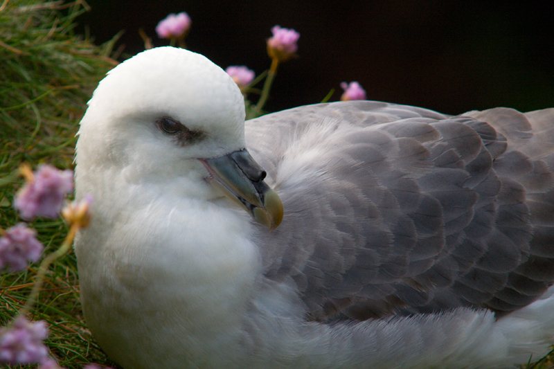 Photo: Fulmar At Duncansby Head 9 June 2007