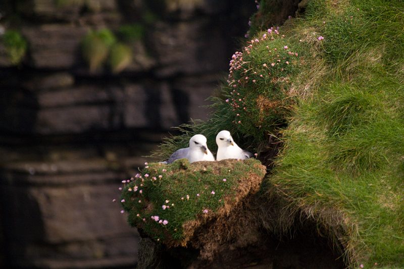 Photo: Fulmar At Duncansby Head 9 June 2007