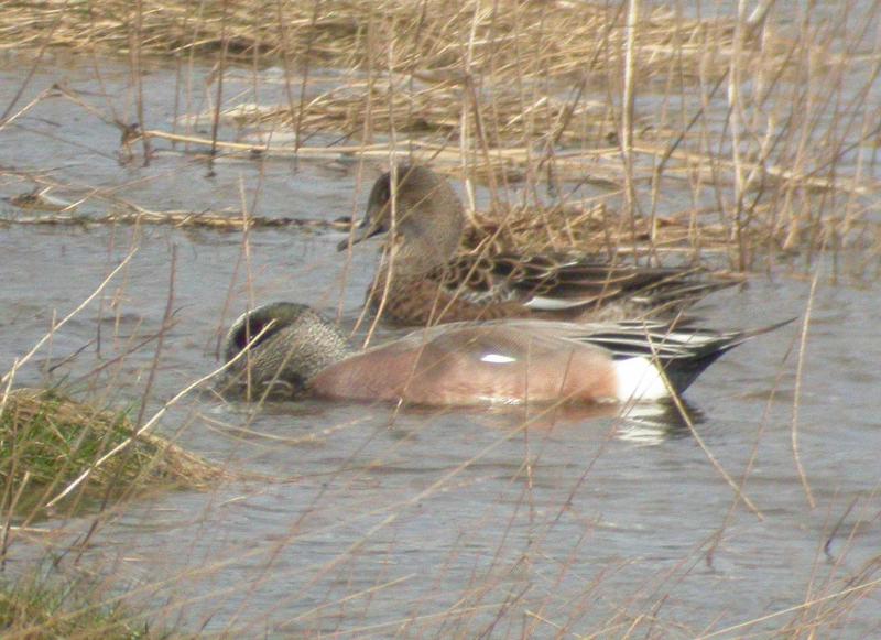 Photo: American Wigeon At Wick River