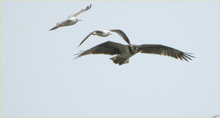 Photo: Osprey Being Mobbed By Gulls Over Sandside - Cropped Photo