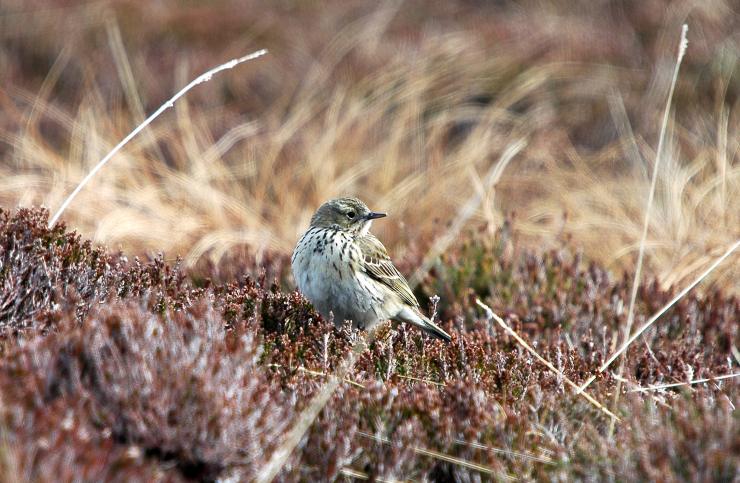 Photo: Tree Pipit at Loch Holistan 13 May 2006