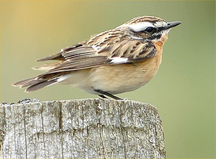 Photo: Whinchat - West Caithness 20 May 2006