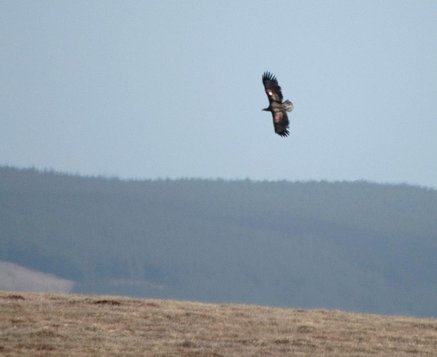 Photo: White-Tailed Eagle At Reay 23 April 2006