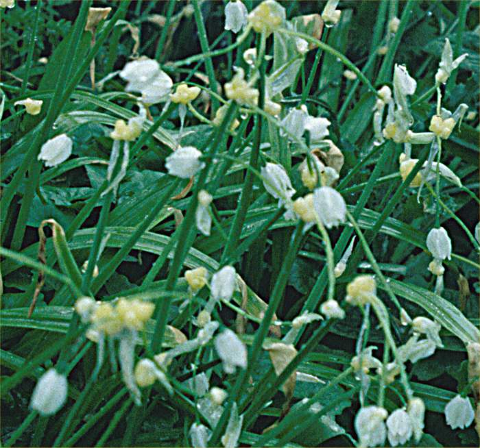 Photo: Few-flowered Garlic - Allium paradoxum