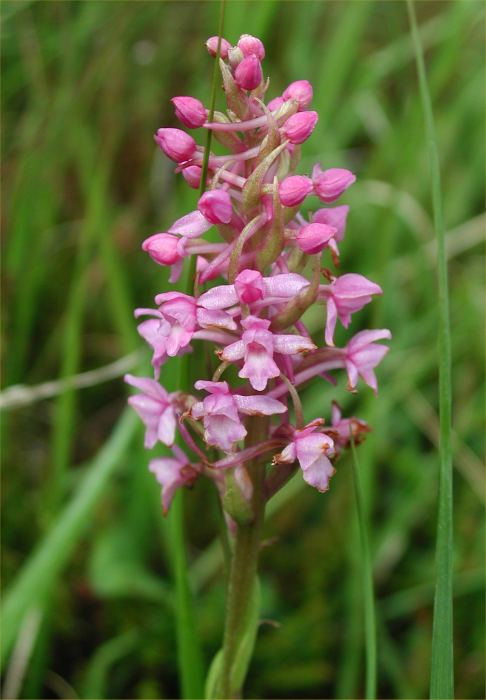Photo: Fragrant Orchid - Gymnadenia conopsea