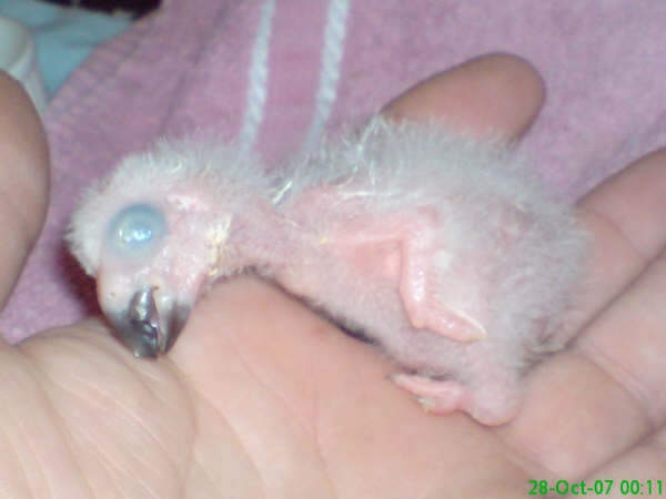 Photo: African Grey Parrot - Seven Days Old
