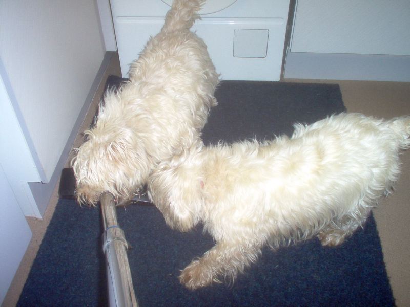 Photo: Ceilidh & Lady Guarding The House From The Hoover Monster