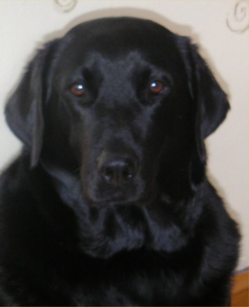 Photo: Maddy - Rehomed From Balmore Centre Near Reay