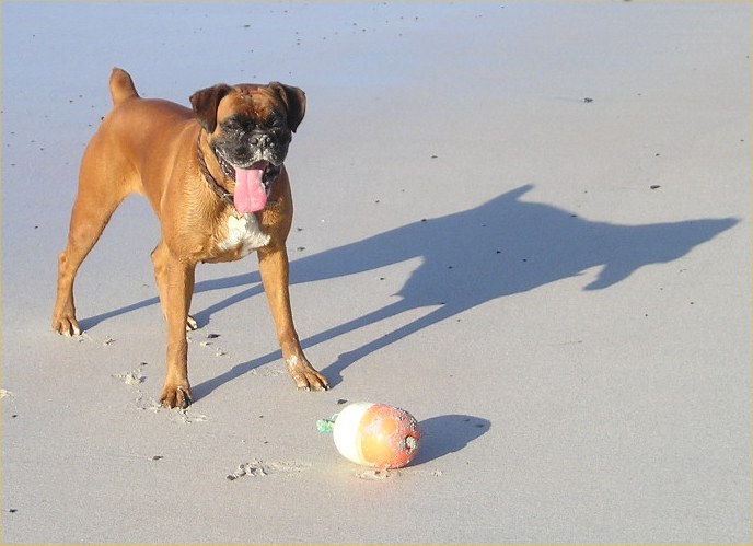 Photo: Pippa - A Five Year Old Boxer