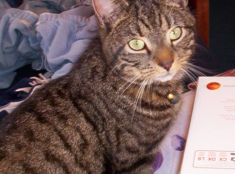 Photo: Missing Cat Found 17 Nov - Murphy Two Year Old Male Tabby Missing From Elzy Road, Staxigoe since 12 Nov 2005
