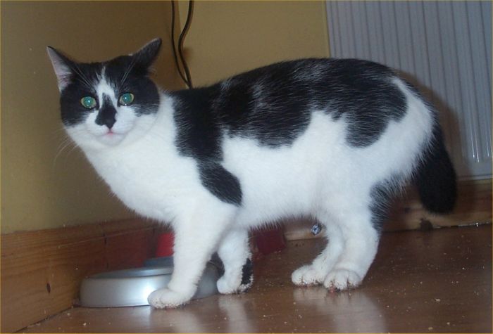 Photo: Missing Cat - Messy Wellie From  Primrose Avenue,Heathfield Estate, Thurso
