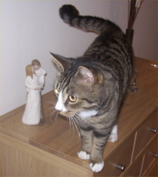 Photo: Cat Missing From Janetstown - Hill Of Forss Area