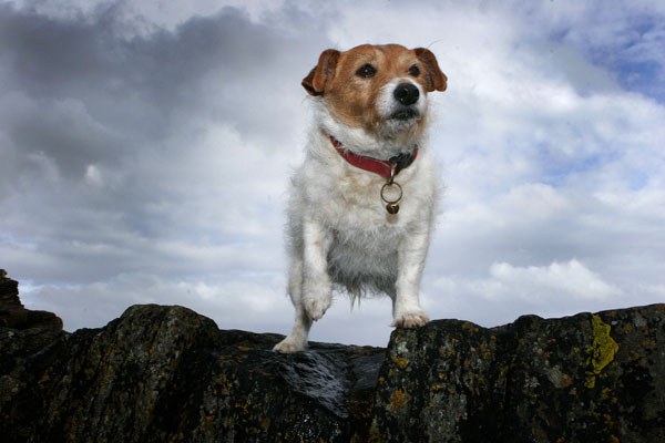 Photo: Pip Rescued At Latheronwheel Cliffs After 70 foot Fall Into The Sea