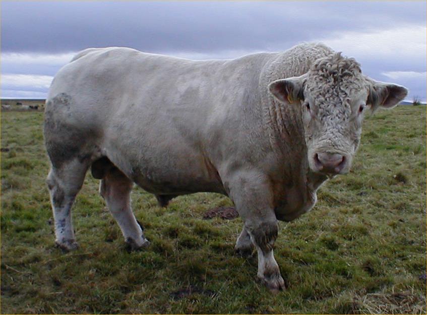 Photo: Charlie The Charolais Bull