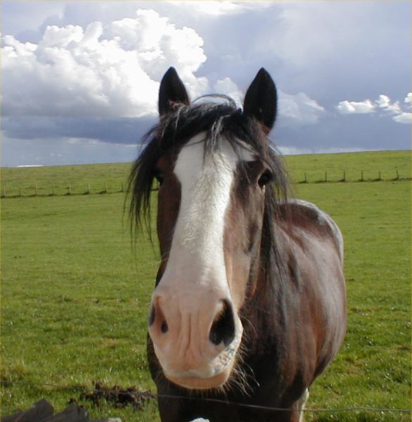 Photo: I M  the Clydesdale Horse