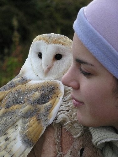 Photo: Barney The Barn Owl At Rumster Forest