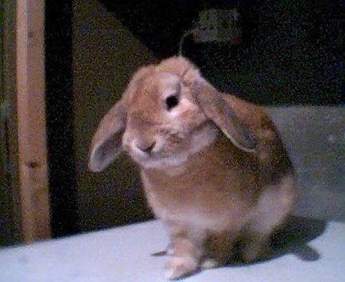 Photo: Biscuit - A Pet Rabbit