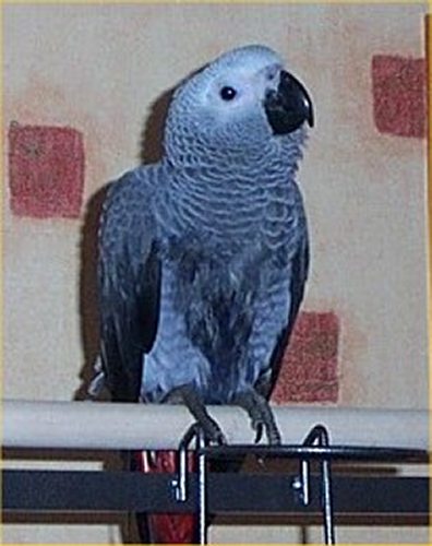 Photo: Chicco - African Grey Congo Parrot