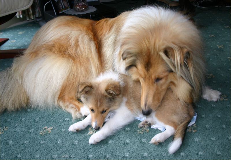 Photo: Rough Collie Called Cuillin One Year Old & Shetland Collie - Abbie 3 Months
