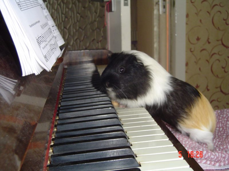 Photo: Fudge The Guinea Pig Plays The Classics