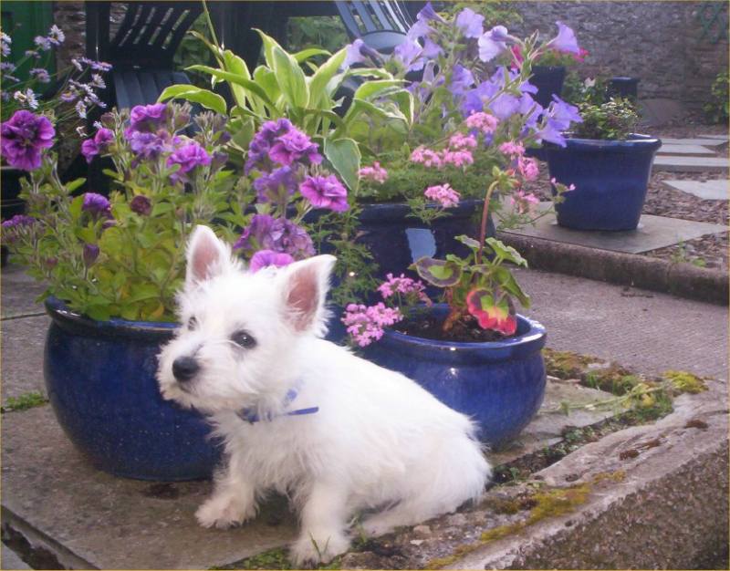 Photo: Hector the Westie And The Flowers