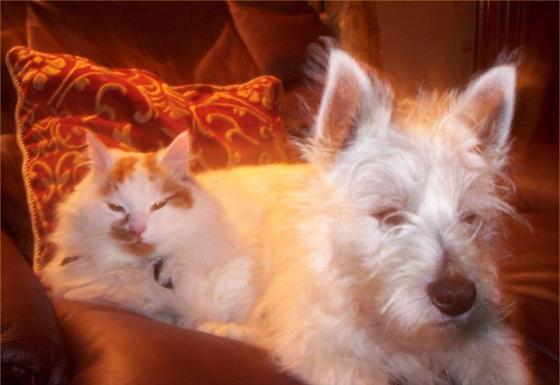 Photo: Hector the Westie And The Cat