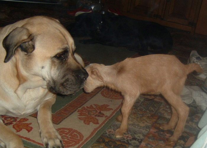 Photo: Orphan Baby Goat Nelly Being Mothered By Bull Mastiffs