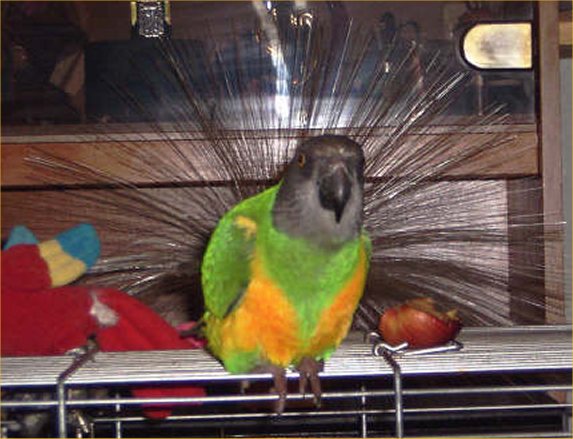 Photo: Jimmy  - A Senegal Parrot