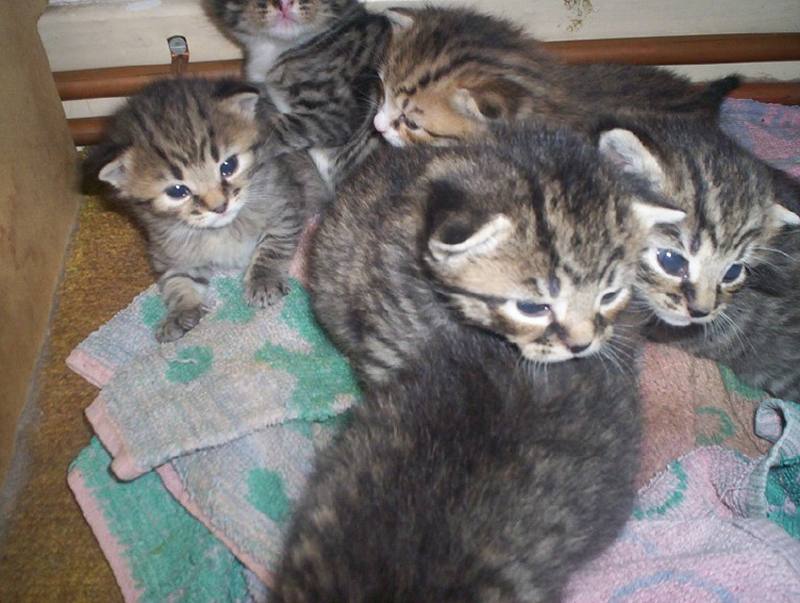 Photo: Six Kittens
