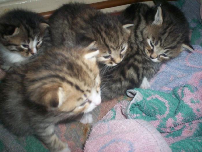 Photo: Six Kittens