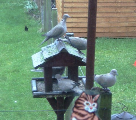 Photo: Collared Doves