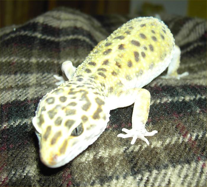 Photo: A Leopard Gecko From Wick