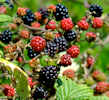 Brambles and other berries in good supply this year of 2013