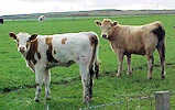 Cattle In Caithness