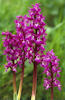 Early Purple Orchid - Ken Crossan