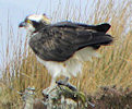 Osprey In Caithness