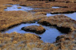 Frozen Ponds in The Peatlands