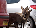 Urban Deer Photo Competition