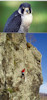 Protecting cliff nesting raptors