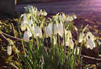 Snowdrop day at Thrumster House