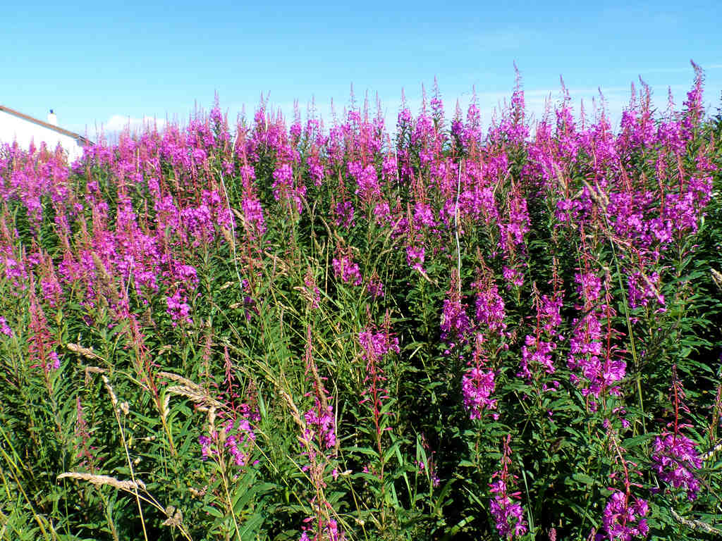 March Road, Wick : 9 of 35 :: Rose Bay Willow Herb, March Road ...